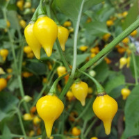 Hot pepper seeds «Biquinho amarelo»