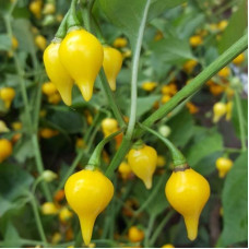 Hot pepper seeds «Biquinho amarelo»