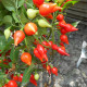 Hot pepper seeds «Biquinho red»