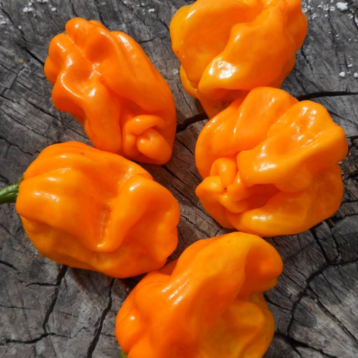 Hot pepper seeds «Habanero numex suave orange»