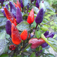 Hot pepper seeds «Explosive ember»