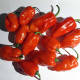 Hot pepper seeds «Habanero Gambia»
