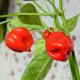 Семена перца острого «Хабанеро карибский красный»