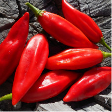 Hot pepper seeds «Rompedor»