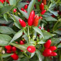 Семена перца острого «Мексиканский карлик»