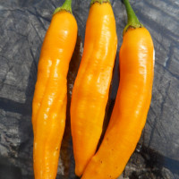 Семена перца острого «Мадре Вьеха»