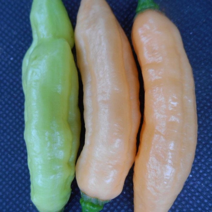 Hot pepper seeds «White Bhut Jolokia»
