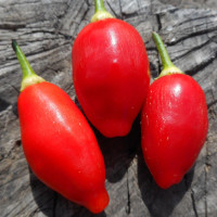 Hot pepper seeds «Aji pulsar»