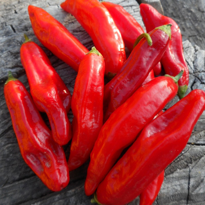 Hot pepper seeds «Mako kokoo»