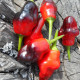 Hot pepper seeds «Macarena»