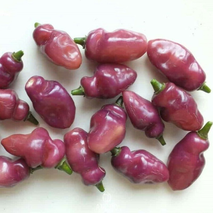 Hot pepper seeds «Fidalgo Roxa»