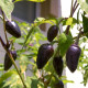 Семена перца острого «Халапеньо фиолетовый»