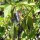 Hot pepper seeds «Jalapeno purple»