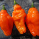 Hot pepper seeds «Scotch bonnet saraga»