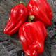 Sweet pepper seeds «Criolla de cocina»