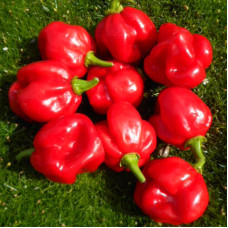 Hot pepper seeds «Scotch bonnet MOA red»