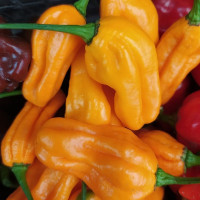 Семена перца острого «Хабанеро табаквите»