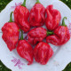 Hot pepper seeds «“African habanero № 9589»
