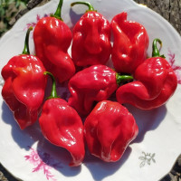 Насіння перцю гострого «Хабанеро африканський № 9589»