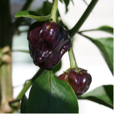 Hot pepper seeds «Black scorpion tongue»