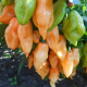 Hot pepper seeds «Peach habanero»