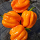Hot pepper seeds «Saco de velho»