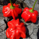 Hot pepper seeds «Brazilian starfish red»