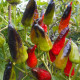 Hot pepper seeds «Comstock purple»