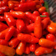 Hot pepper seeds «Chilito de simojovel»