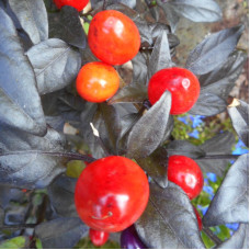 Hot pepper seeds «Purple delight»