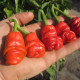 Hot pepper seeds «Peter pepper»