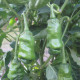 Hot pepper seeds «Peter pepper»