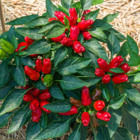 Семена перца острого «Турецкий цветок бибер»