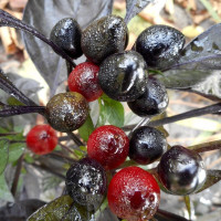 Семена перца острого «Чёрный жемчуг»