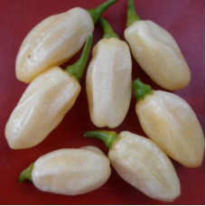 Hot pepper seeds «Habanero ivory»