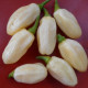 Семена перца острого «Хабанеро айвори»
