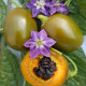 Hot pepper seeds «Rokoto mini olive»