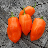 Hot pepper seeds «Habanero orange»