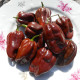 Hot pepper seeds «Habanero chocolate»