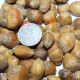 Семена лещины древовидной (медвежего ореха)