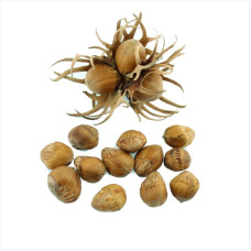 Turkish hazel seeds