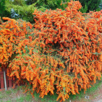 Nepal firethorn seeds