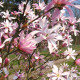 Magnolia loebneri seeds
