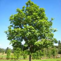 Насіння ясеня звичайного