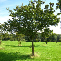 Семена клёна гиннала