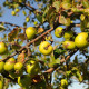 Wild apple tree seeds