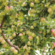 Apple tree seeds