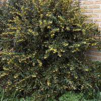 Barberry seeds «Juliana»