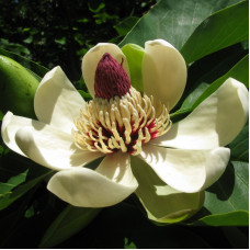 Magnolia obovate seeds