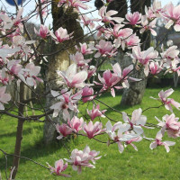 Насіння магнолії Суланжа